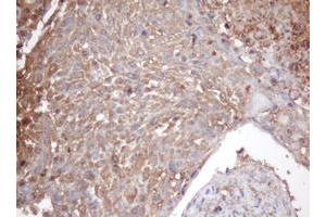 Image no. 1 for anti-Proteasome Subunit alpha 2 (PSMA2) (AA 50-234) antibody (ABIN1491567) (PSMA2 anticorps  (AA 50-234))