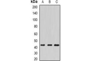 Western blot analysis of ECSIT expression in HepG2 (A), mouse kidney (B), mouse heart (C) whole cell lysates. (ECSIT anticorps)
