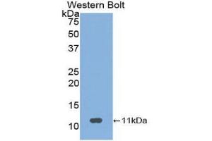 Western Blotting (WB) image for anti-Neuropeptide S (NPS) (AA 26-89) antibody (ABIN1860044) (NPS anticorps  (AA 26-89))