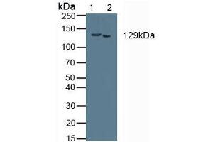 Figure. (COL1A2 anticorps  (AA 1103-1366))