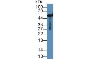 Rabbit Capture antibody from the kit in WB with Positive Control: Rabbit serum. (MMP13 Kit CLIA)