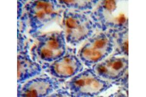 IHC-P analysis of Intestine tissue, with DAB staining. (AGGF1 anticorps  (AA 21-123))