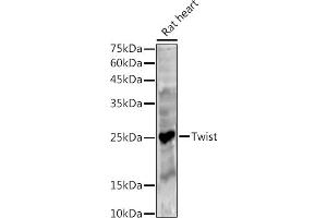 Western blot analysis of extracts of Rat heart, using Twist antibody (ABIN6133951, ABIN6149713, ABIN6149716 and ABIN6220170) at 1:500 dilution. (TWIST1 anticorps  (AA 1-100))