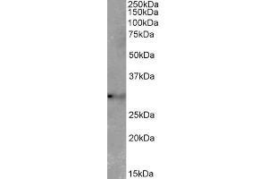 ABIN5539908 (2µg/ml) staining of Mouse Lung lysate (35µg protein in RIPA buffer). (Tetraspanin 14 anticorps  (C-Term))