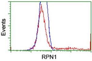 HEK293T cells transfected with either RC201554 overexpress plasmid (Red) or empty vector control plasmid (Blue) were immunostained by anti-RPN1 antibody (ABIN2455104), and then analyzed by flow cytometry. (RPN1 anticorps)