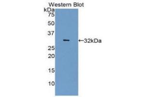 Western Blotting (WB) image for anti-Carbonic Anhydrase IV (CA4) (AA 19-283) antibody (ABIN5662061) (CA4 anticorps  (AA 19-283))