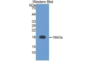 Western Blotting (WB) image for anti-alpha-Fetoprotein (AFP) (AA 31-171) antibody (ABIN1077783) (alpha Fetoprotein anticorps  (AA 31-171))