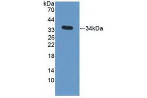 Western blot analysis of recombinant Human APOC3. (APOC3 anticorps  (AA 21-99))