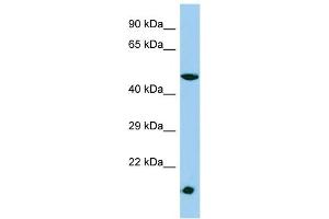Host: Rabbit Target Name: MESDC1 Sample Type: HepG2 Whole Cell lysates Antibody Dilution: 1. (MESDC1 anticorps  (N-Term))
