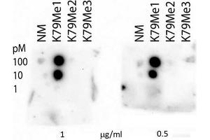 Dot Blot of Rabbit Histone H3 [monomethyl Lys79] Antibody.
