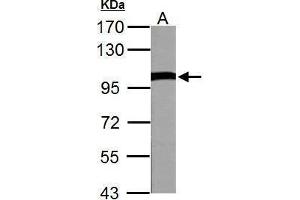 WB Image VCP antibody detects VCP protein by Western blot analysis.