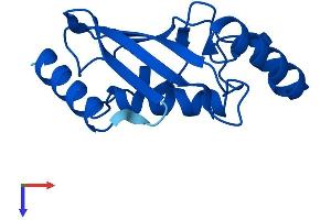 AlphaFold protein structure predicition of Human Recombinant UBE2D2 Protein, UniprotID P62837