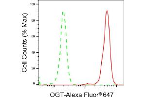 anti-O-Linked N-Acetylglucosamine (GlcNAc) Transferase (UDP-N-Acetylglucosamine:polypeptide-N-Acetylglucosaminyl Transferase) (OGT) antibody