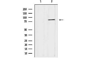 anti-YME1-Like 1 (YME1L1) (C-Term) antibody