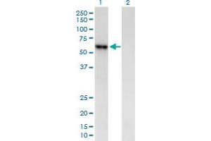 Western Blot analysis of AMY2B expression in transfected 293T cell line by AMY2B MaxPab polyclonal antibody. (AMY2B anticorps  (AA 1-511))