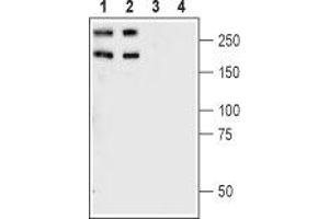 Western blot analysis of rat (lanes 1 and 3) and mouse (lanes 2 and 4) brain synaptosomal fractions: - 1,2.