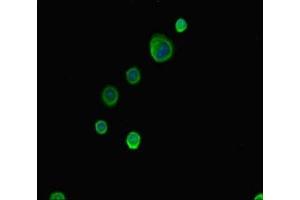 Immunofluorescent analysis of MCF-7 cells using ABIN7144942 at dilution of 1:100 and Alexa Fluor 488-congugated AffiniPure Goat Anti-Rabbit IgG(H+L)