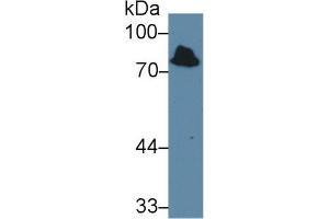 Detection of IDS in Mouse Kidney lysate using Polyclonal Antibody to Iduronate-2-Sulfatase (IDS) (IDS anticorps  (AA 95-289))