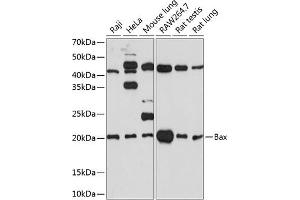 Western blot analysis of extracts of various cell lines, using Bax antibody (ABIN7265858) at 1:1000 dilution.