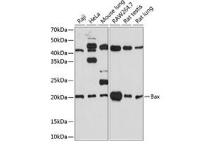 Western blot analysis of extracts of various cell lines, using Bax antibody (ABIN7265858) at 1:1000 dilution. (BAX anticorps)
