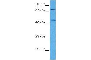 Host:  Mouse  Target Name:  KCNQ2  Sample Tissue:  Mouse Skeletal Muscle  Antibody Dilution:  1ug/ml (KCNQ2 anticorps  (Middle Region))