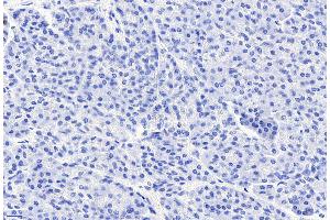 ABIN185407 Negative Control showing staining of paraffin embedded Human Pancreas, with no primary antibody.