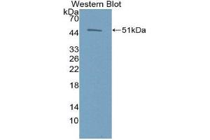 Western Blotting (WB) image for anti-Erythropoietin (EPO) (AA 28-193) antibody (ABIN3209696)
