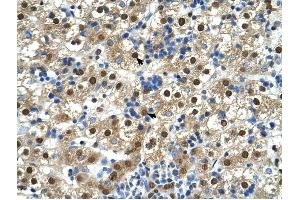 GDE1 antibody was used for immunohistochemistry at a concentration of 4-8 ug/ml to stain Hepatocytes (arrows) in Human Liver. (GDE1 anticorps  (N-Term))