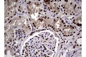 Image no. 18 for anti-Nibrin (NBN) (AA 183-460) antibody (ABIN1491058)