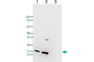 Western Blot (Cell lysate) analysis of (1) 25 ug whole cell extracts of HeLa cells, (2) 15 ug histone extracts of HeLa cells, and (3) 1 ug of recombinant histone H3. (HIST1H3A anticorps  (meLys79))