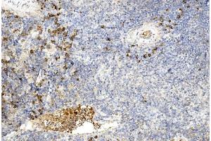 Immunohistochemical analysis of paraffin-embedded mouse spleen section using GREMLIN Antibody (C-term) (ABIN390078 and ABIN2840598).