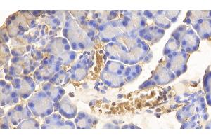 Detection of HB in Rat Pancreas Tissue using Polyclonal Antibody to Hemoglobin (HB) (Hemoglobin anticorps)