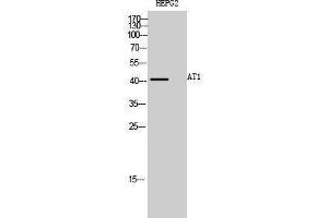 Western Blotting (WB) image for anti-Angiotensin II Receptor, Type 1a (AGTR1a) (Internal Region) antibody (ABIN3183405) (AGTR1a anticorps  (Internal Region))
