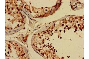 Immunohistochemistry of paraffin-embedded human testis tissue using ABIN7148821 at dilution of 1:100 (CREB3L4 anticorps  (AA 13-133))