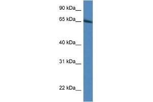 Western Blot showing Irf2bp1 antibody used at a concentration of 1. (IRF2BP1 anticorps  (N-Term))
