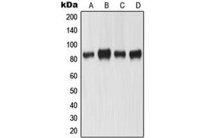 Western blot analysis of MLH1 expression in KNRK (A), HeLa (B), A431 (C), SW480 (D) whole cell lysates. (MLH1 anticorps  (Center))