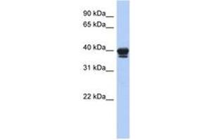 Image no. 1 for anti-N-Acyl Phosphatidylethanolamine phospholipase D (NAPEPLD) (AA 71-120) antibody (ABIN6743927) (NAPEPLD anticorps  (AA 71-120))