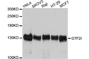 Western blot analysis of extracts of various cells, using GTF2I antibody. (GTF2I anticorps)