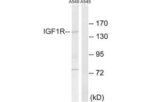 Western blot analysis of extracts from A549 cells, using Insulin Like Growth Factor 1 Receptor (IGF1R) antibody. (IGF1R anticorps  (Tyr1346))