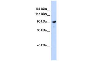 WB Suggested Anti-PAPPA2 Antibody Titration:  0. (PAPPA2 anticorps  (Middle Region))