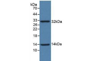 Western blot analysis of recombinant Human ISR. (Insulin Receptor anticorps  (AA 1024-1298))