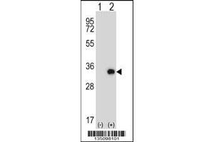 Western blot analysis of Tssk6 using rabbit polyclonal Mouse Tssk6 Antibody using 293 cell lysates (2 ug/lane) either nontransfected (Lane 1) or transiently transfected (Lane 2) with the Tssk6 gene. (TSSK6 anticorps  (C-Term))