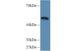 Western Blot; Sample: Mouse Heart lysate; Primary Ab: 2µg/ml Rabbit Anti-Mouse CASP9 Antibody Second Ab: 0. (Caspase 9 anticorps  (AA 1-200))