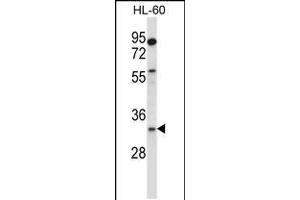 Western blot analysis in HL-60 cell line lysates (35ug/lane). (EGLN3 anticorps  (C-Term))