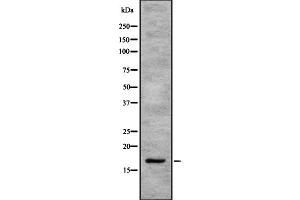 Western blot analysis SEP15 using K562 whole cell lysates. (Selenoprotein F anticorps)