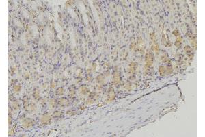 ABIN6277636 at 1/100 staining Human gastric tissue by IHC-P. (PSMF1 anticorps  (C-Term))