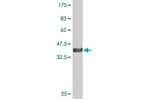 Western Blot detection against Immunogen (37.