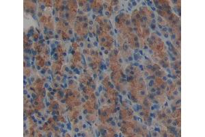Used in DAB staining on fromalin fixed paraffin- embedded stomach tissue (DTYMK anticorps  (AA 43-190))