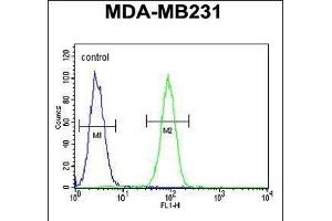 anti-Fascin 3 (FSCN3) (AA 1-30), (N-Term) antibody