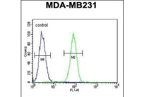 Fascin-3 Antibody (N-term) (ABIN390722 and ABIN2840998) flow cytometric analysis of MDA-M cells (right histogram) compared to a negative control cell (left histogram). (Fascin 3 anticorps  (N-Term))